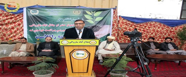  جلال اباد ښاروالۍ د لومړي ځل لپاره د زینتي او موسمي بوټو قوریه پرانیسته