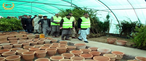  جلال اباد ښاروالۍ د لومړي ځل لپاره د زینتي او موسمي بوټو قوریه پرانیسته